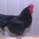 Champion Large Fowl- 
Black Australorp
 by Jackie Koedatich